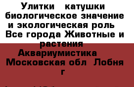 Улитки – катушки: биологическое значение и экологическая роль - Все города Животные и растения » Аквариумистика   . Московская обл.,Лобня г.